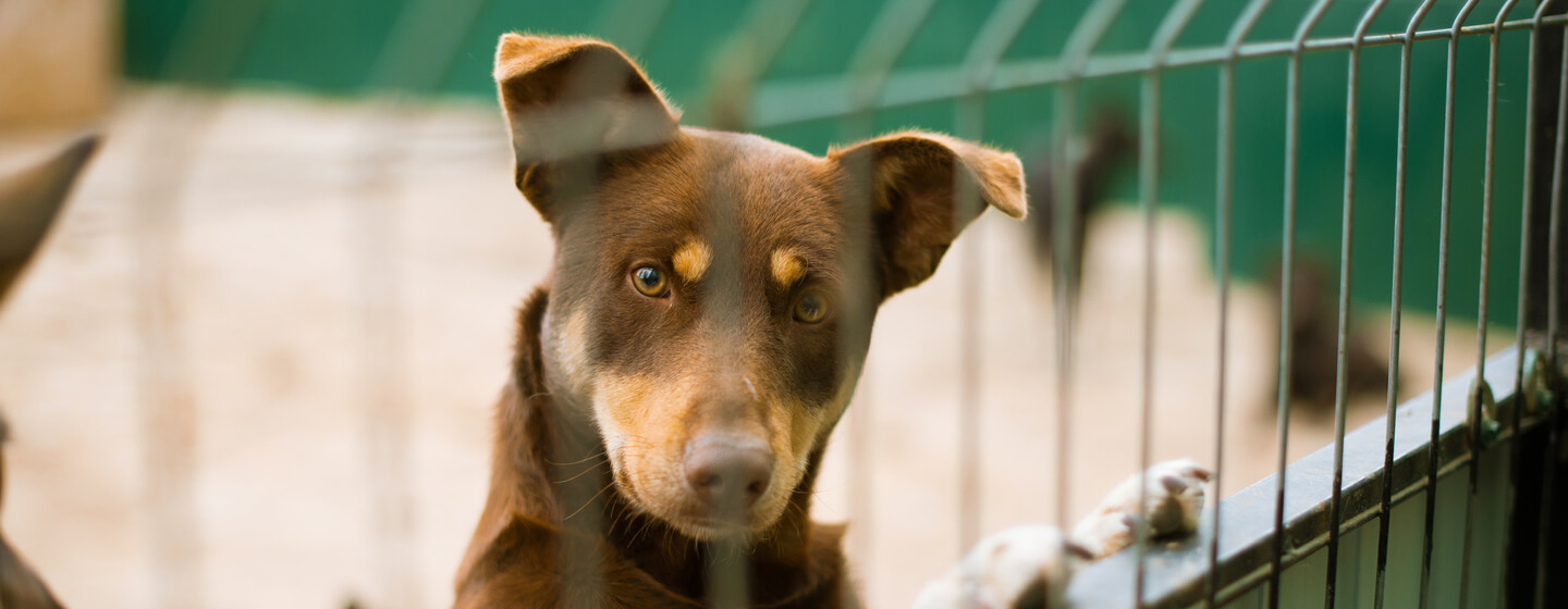 Treatment for clearance kennel cough